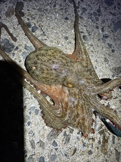 タコの釣果
