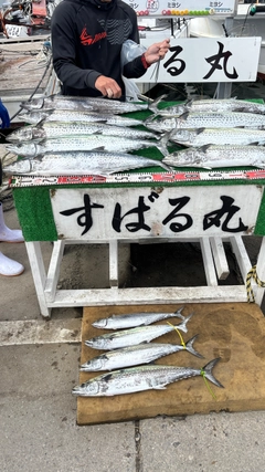 サワラの釣果