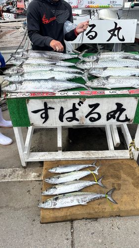 サワラの釣果