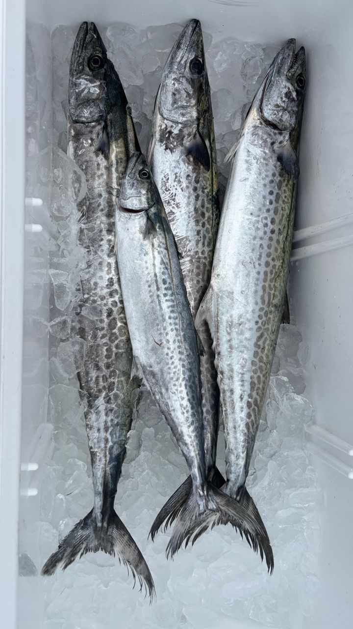 釣り依存症のたけさんの釣果 2枚目の画像