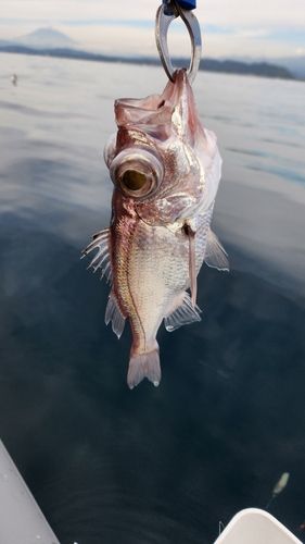 シロムツの釣果