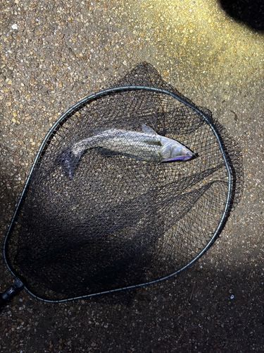 養老川臨海公園