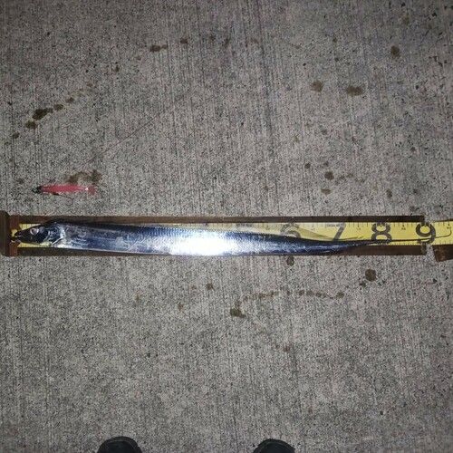 タチウオの釣果