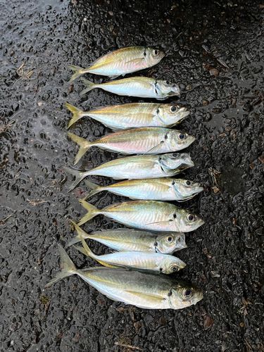 アジの釣果
