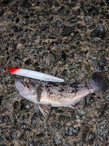 クロソイの釣果