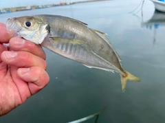 マアジの釣果
