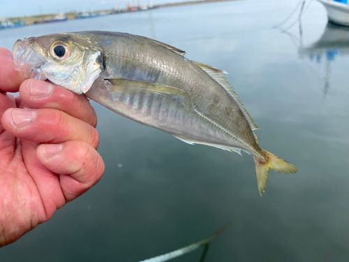 マアジの釣果