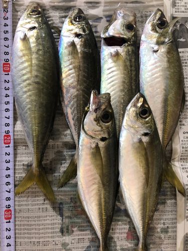 ヒラアジの釣果