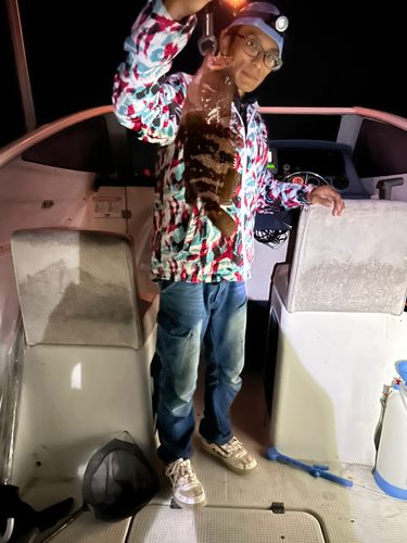 キジハタの釣果