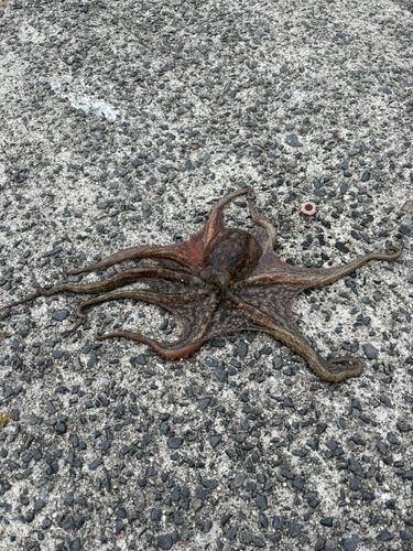 タコの釣果
