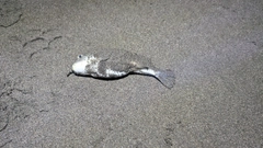 クサフグの釣果