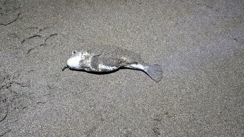 クサフグの釣果