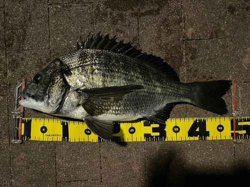 クロダイの釣果