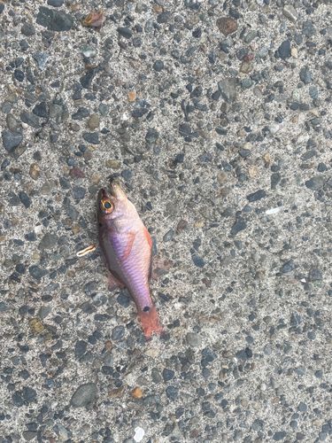 ネンブツダイの釣果