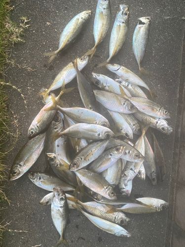 アジの釣果