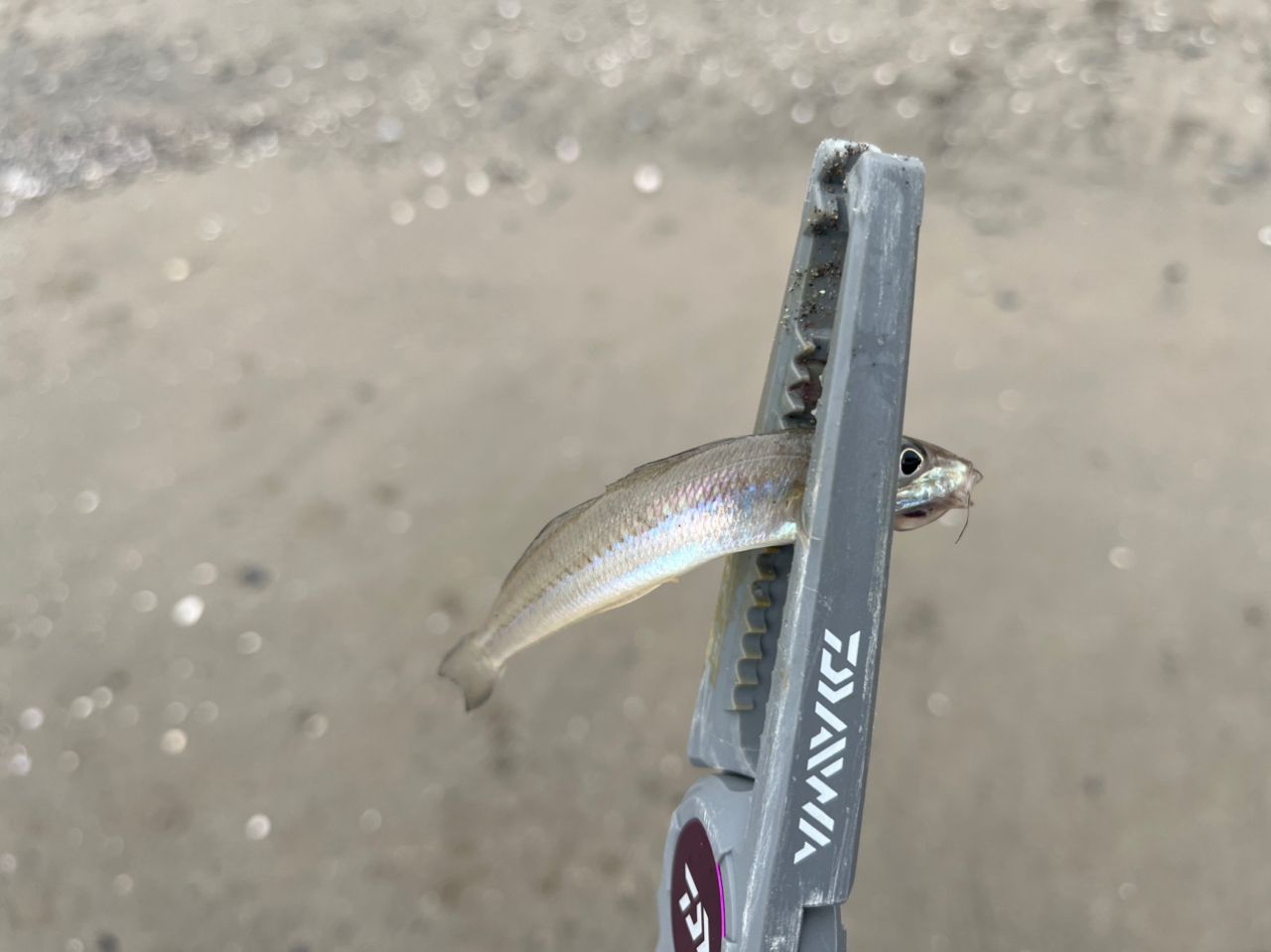 DAIWA 23エメラルダス ストイスト ST（アウトガイドモデル） 88ML-SMT