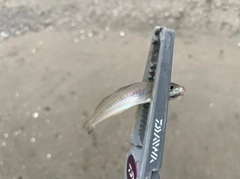 シロギスの釣果