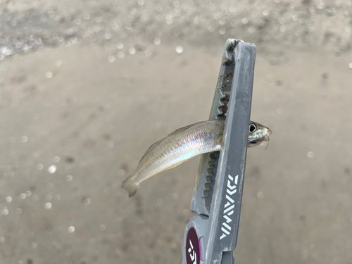 シロギスの釣果