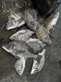 クロダイの釣果