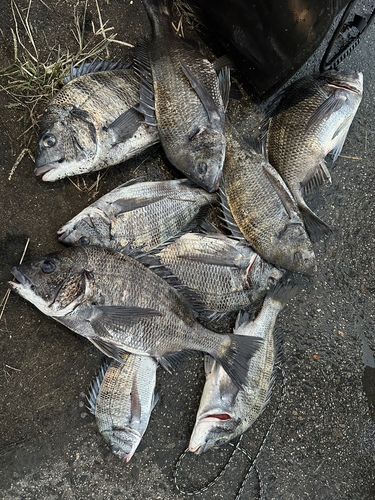 クロダイの釣果