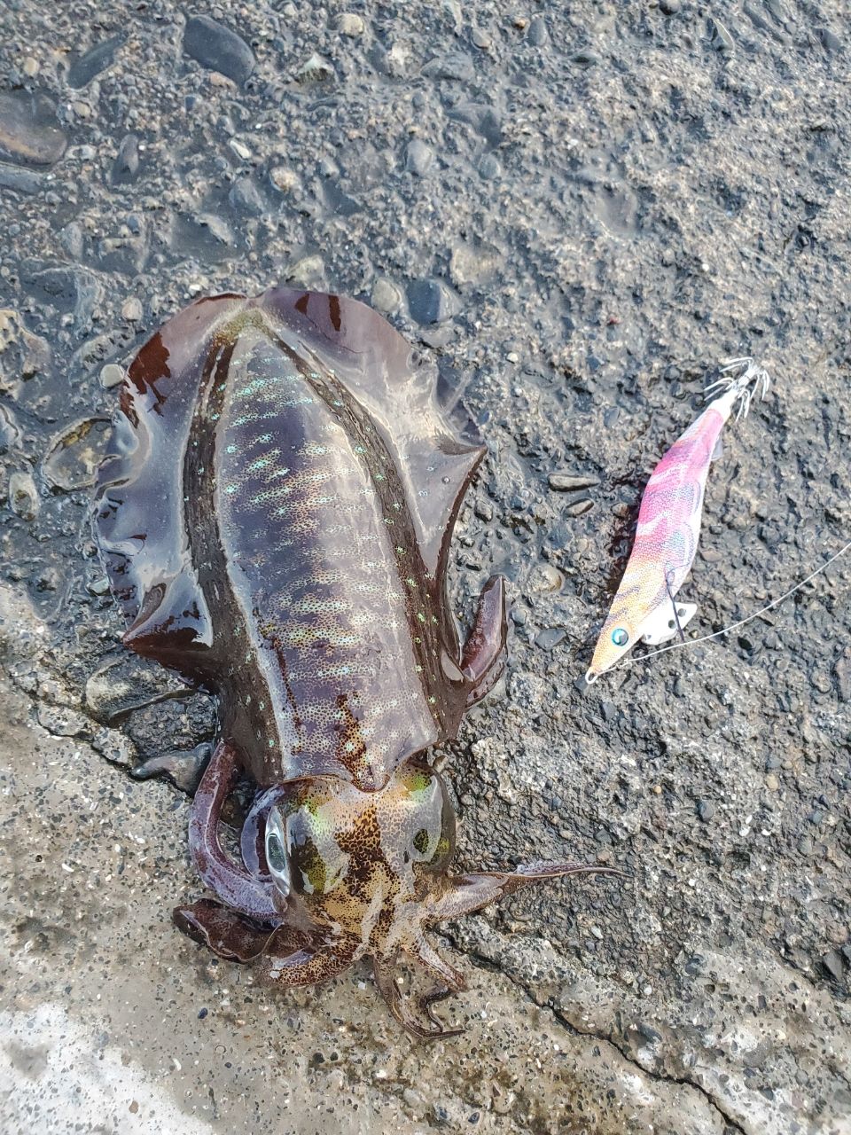 Gamakatsu 23ラグゼ EG X アルティメイト S77ML+-solidの最安値