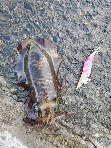 アオリイカの釣果