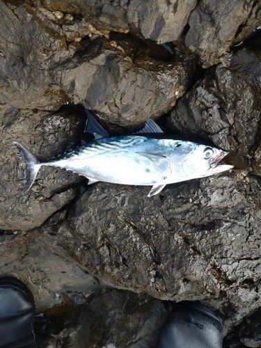 スマガツオの釣果