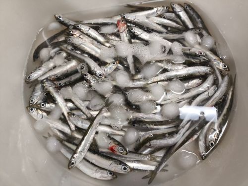 カタクチイワシの釣果