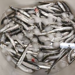 カタクチイワシ