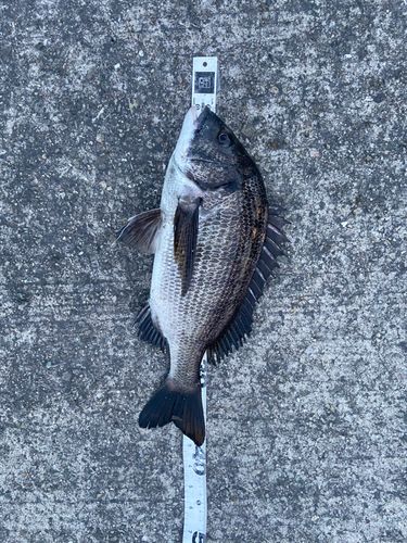 クロダイの釣果