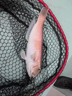 シロアマダイの釣果