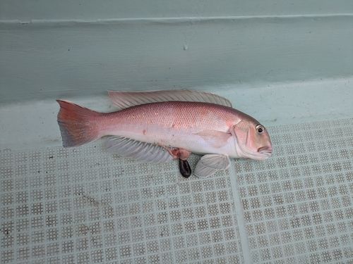 シロアマダイの釣果