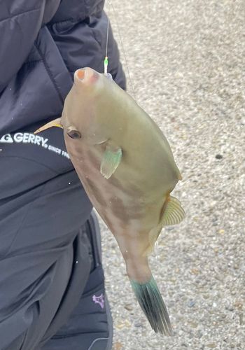 カワハギの釣果