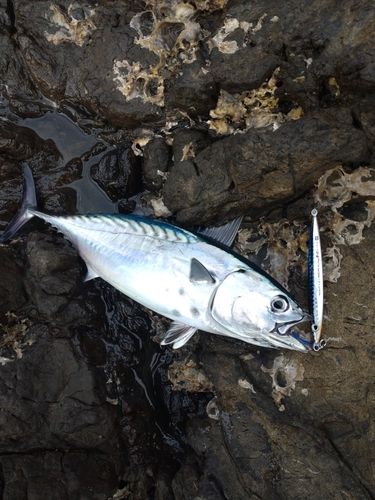 スマガツオの釣果