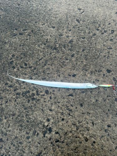 タチウオの釣果