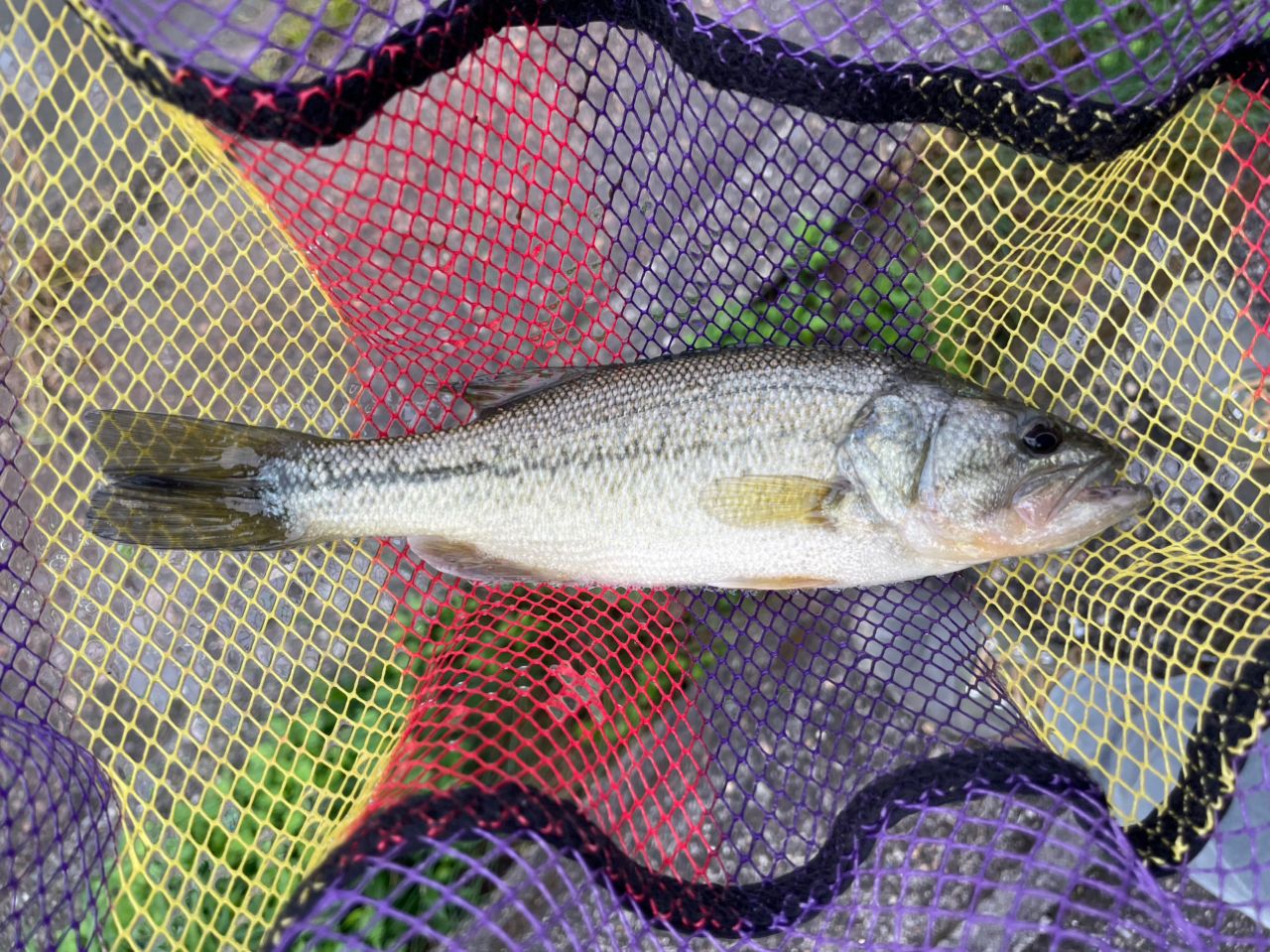 ラージマウスバス