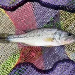 ラージマウスバス