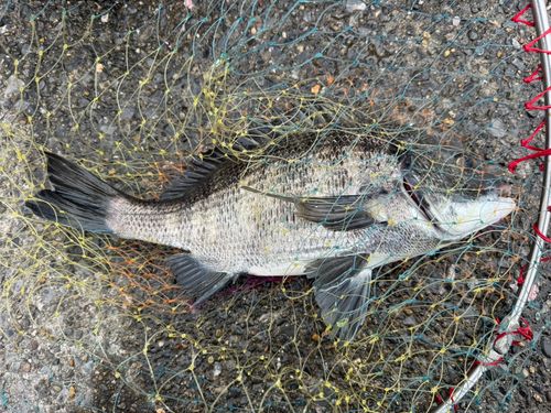 クロダイの釣果