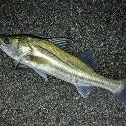 フッコ（マルスズキ）