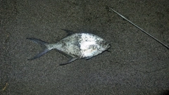 コバンアジの釣果