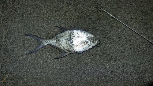 コバンアジの釣果