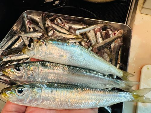 マイワシの釣果