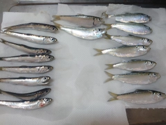 カタクチイワシの釣果