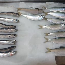 カタクチイワシ