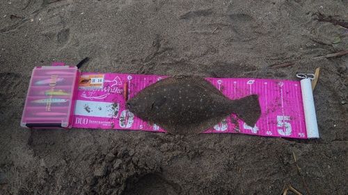 ヒラメの釣果
