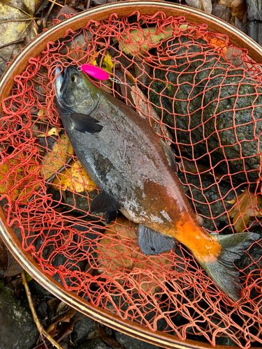 ヒメマスの釣果