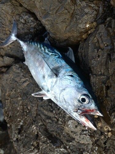 スマガツオの釣果