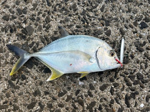 ロウニンアジの釣果