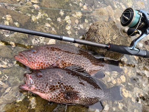 オオモンハタの釣果