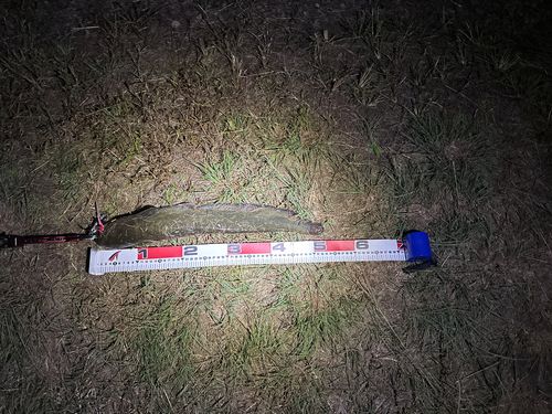 ニホンナマズの釣果